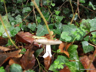 rderia-18-11-2012 11-14-14
